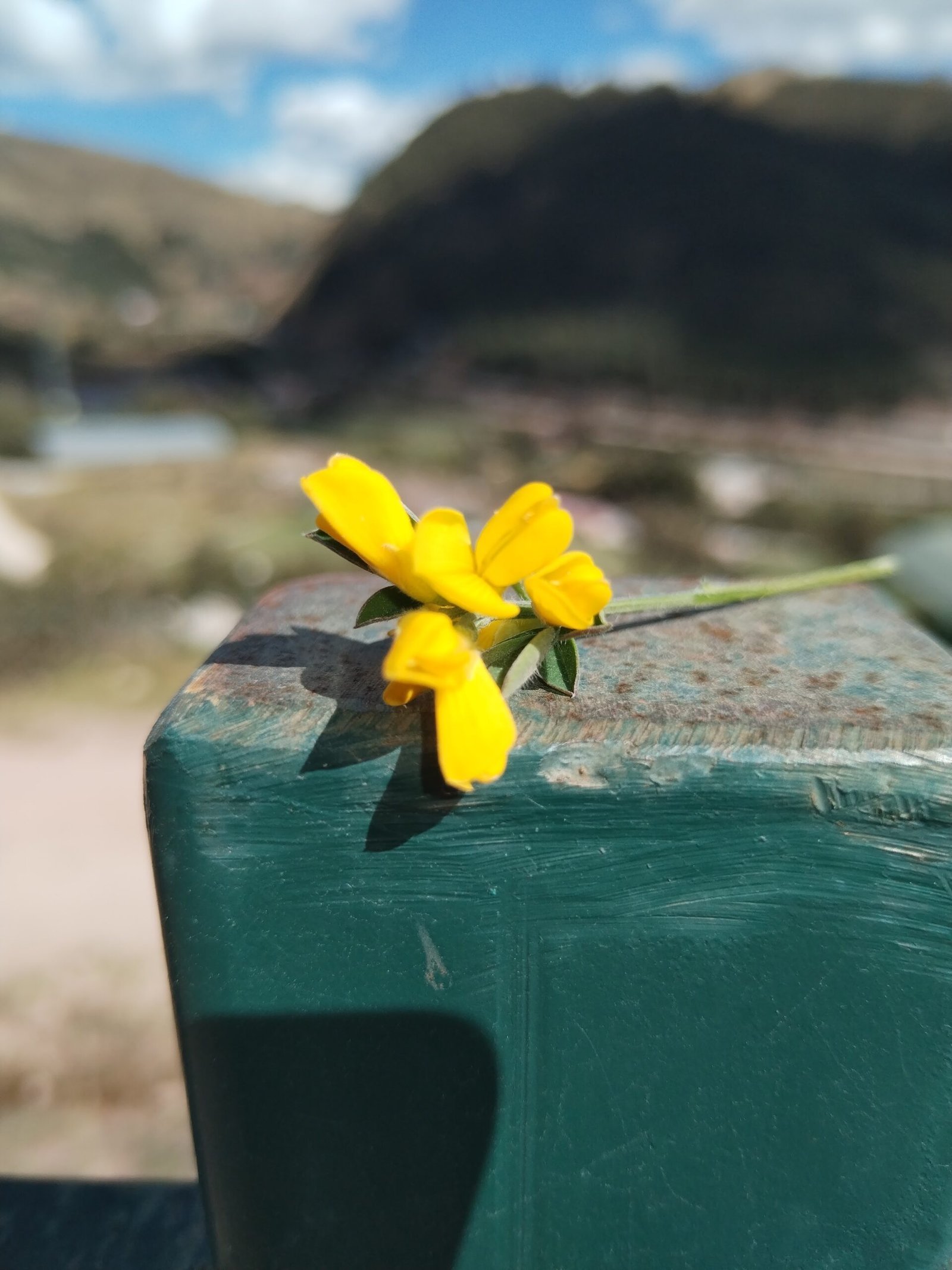 Yellow flower in sharp focus with a blurred mountain landscape in the background.